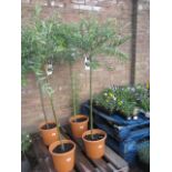 Large potted salix nishiki tree