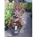 4 pots of cardinal flower lobelia