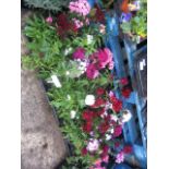 4 trays of 6 dianthus sweet William