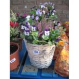 Mixed plant patio basket