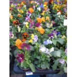 2 large trays of 18 winter flowering pansies