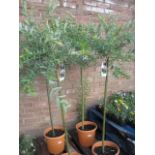 Large potted salix nishiki tree