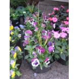 2 mixed flowering tubs