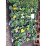 2 trays of 15 winter primroses