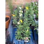 7 trays of 6 sugar rush wallflowers