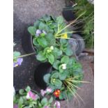 2 mixed flowering tubs