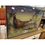 Habitat mounted pair of pheasants