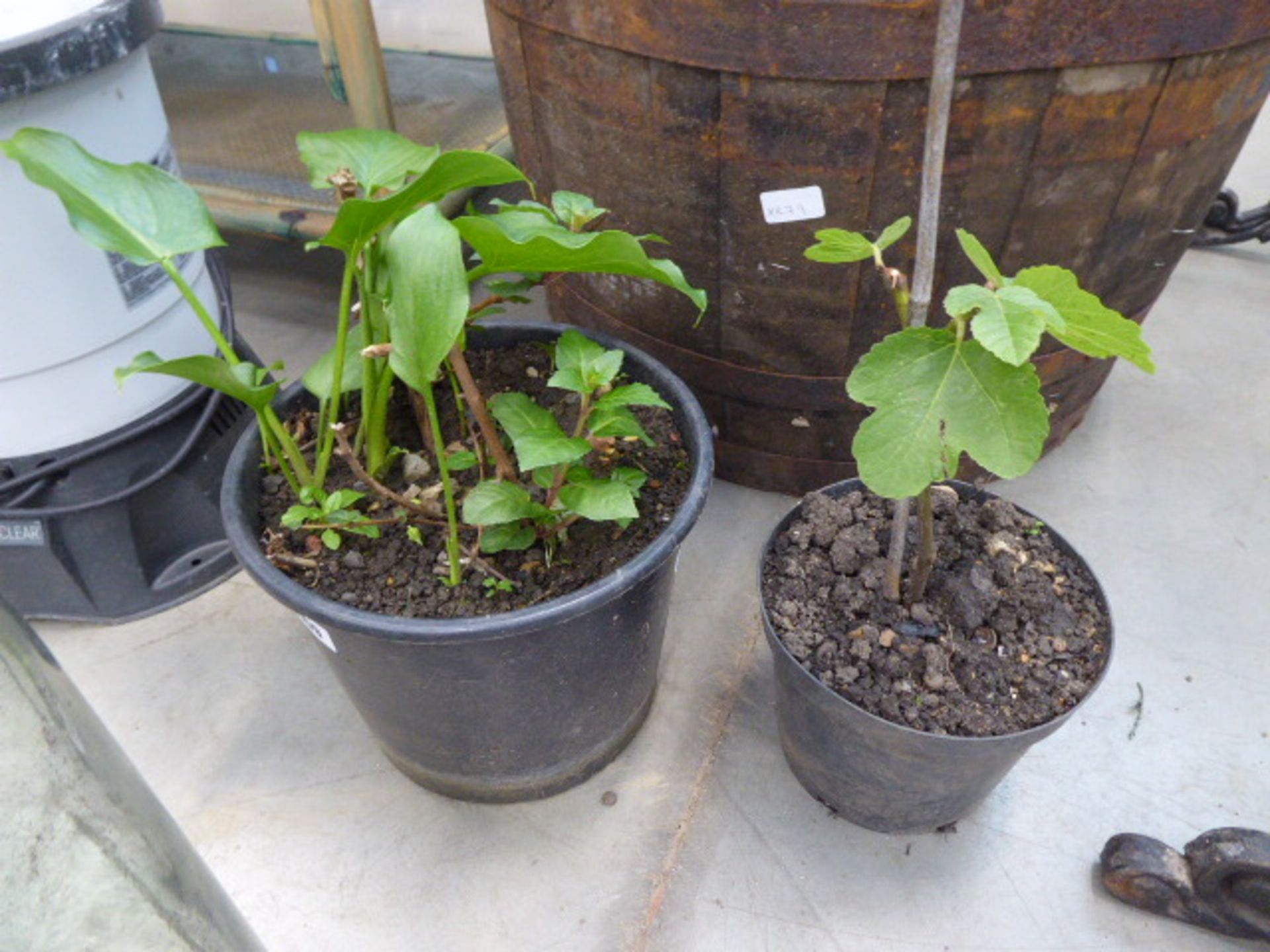 Small fig plant and pot with lily and Fuchsia