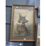 A framed picture of a alsatian, depicting the Shropshire, Worcestershire, Staffordshire Electric