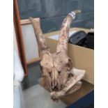 A goat's skull