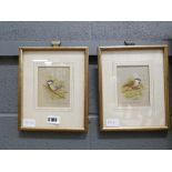 Pair of watercolours depicting birds