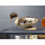 Taxidermist example of a duck