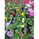 2 large trays of winter pansies