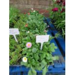 4 small trays of belles daisies