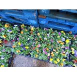 4 trays of winter flowering pansies