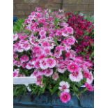 4 small trays of dianthus