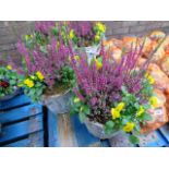 Pair of wicker planted patio tubs