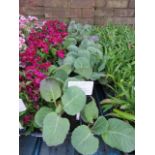 4 small trays of spring cabbage