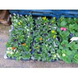 2 trays of violas