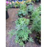 4 mixed potted plants