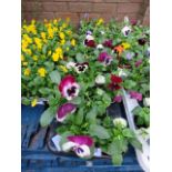 2 large trays of winter pansies