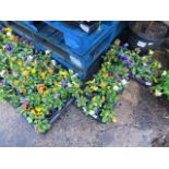 4 trays of winter flowering pansies