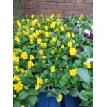 4 trays of yellow violas