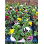 2 large trays of winter pansies