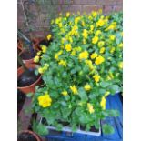 5 trays of yellow violas