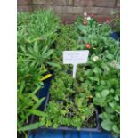 4 small trays of aubretia