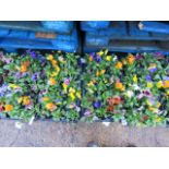 4 trays of winter flowering pansies