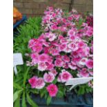 4 small trays of dianthus