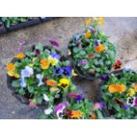 Pair of pansy planted hangers