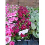 4 small trays of dianthus