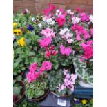 2 large trays of flowering plants