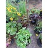 4 mixed potted plants