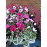 2 large trays of flowering plants