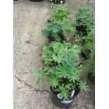 (1211) 4 mixed flowering tubs