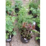 (1211) 4 mixed flowering tubs