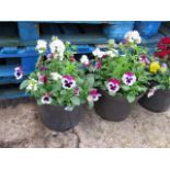 2 mixed flowering tubs