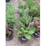 (1211) 4 mixed flowering tubs