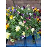 2 pansy hanging basket