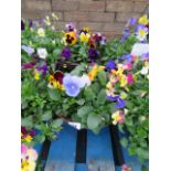 2 pansy hanging basket