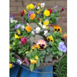 2 large pansy hanging baskets