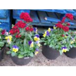 2 mixed flowering tubs