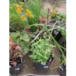 (1211) 4 mixed flowering tubs