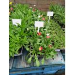 4 small trays of peles daisies