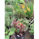 (1211) 4 mixed flowering tubs