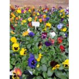 2 large trays of winter flowering pansies