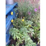 4 potted wild plants